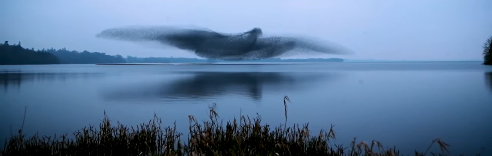 Birds flying over the lake